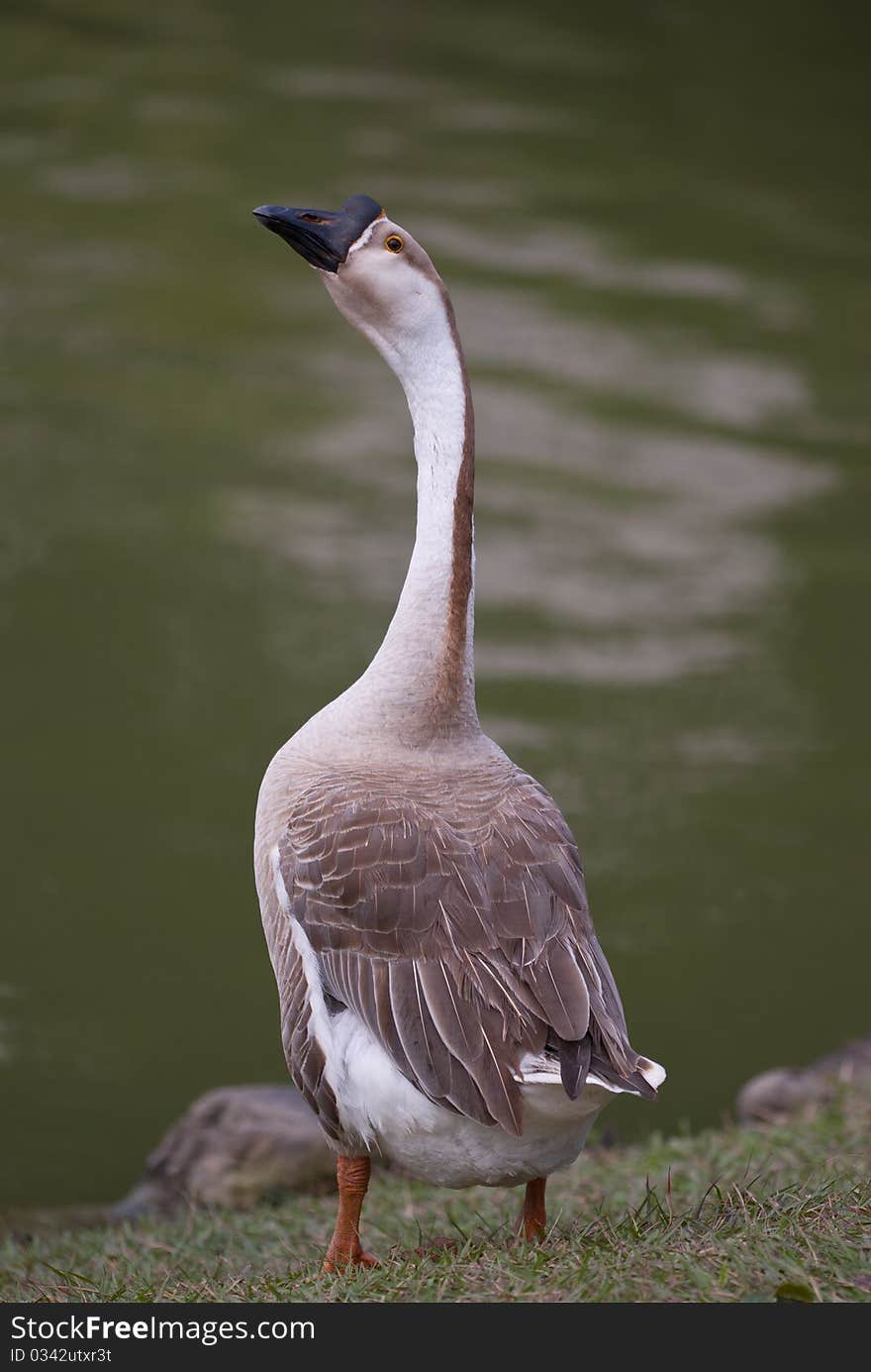 A brown goose near the water