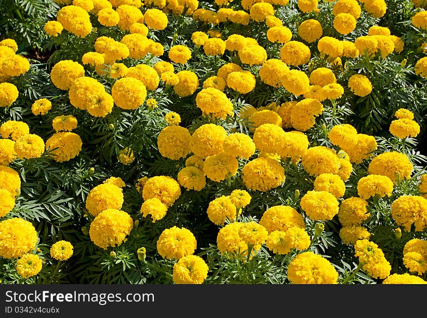 View of yellow marigold flowers