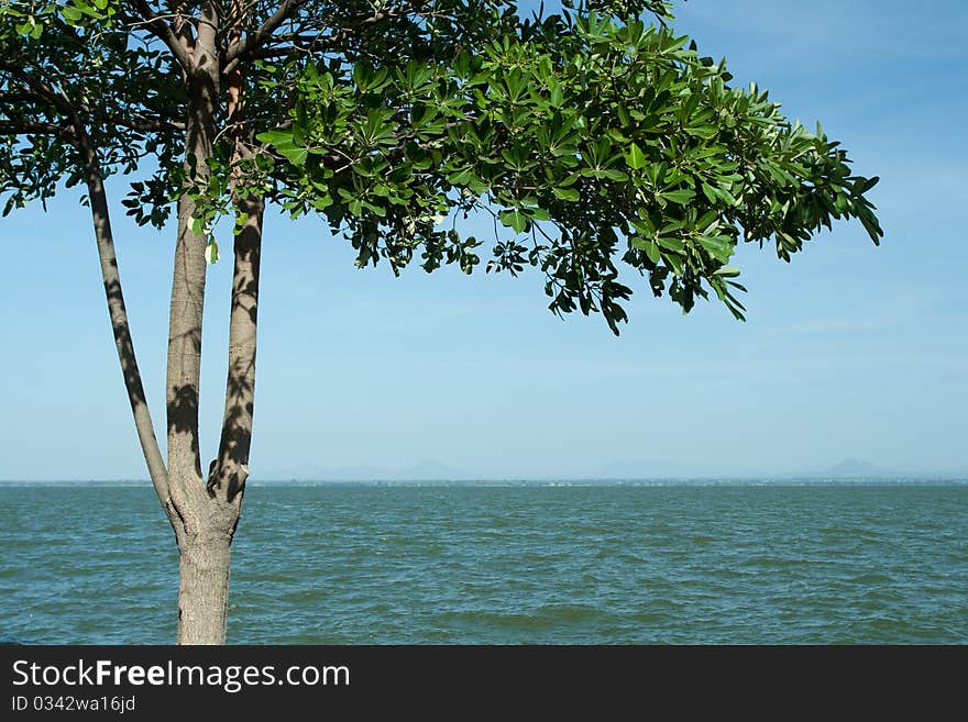 Landscape of tree over lake