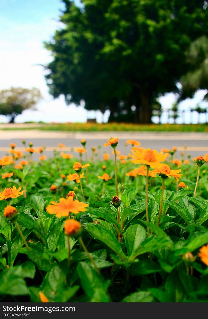 Beautiful flower at the seaside