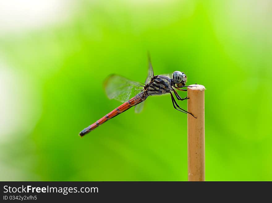 Dragonfly