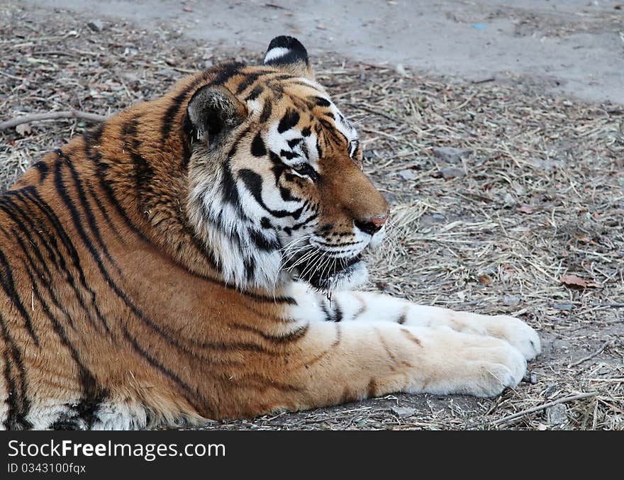 A Chinese northeast tiger lying on the grass of the Beijing zoo in winter, watching or waiting or thinking