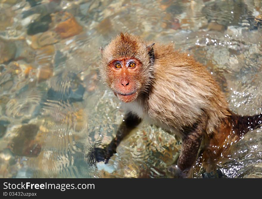 Monkey Island, Pattaya, Thailand, a monkey standing on the sea, looked at me curiously.