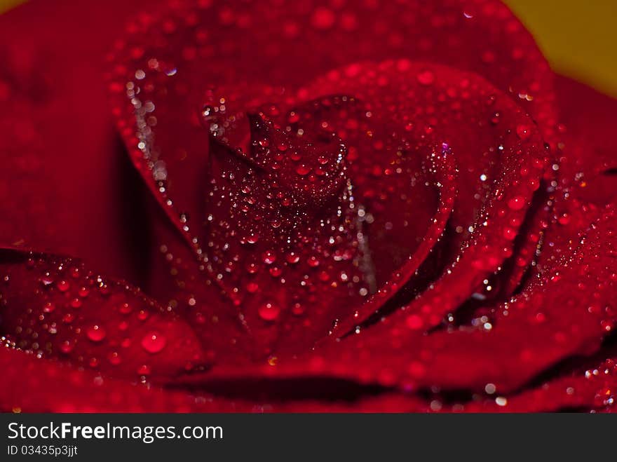 Photo roses which is embodied in the morning dew.