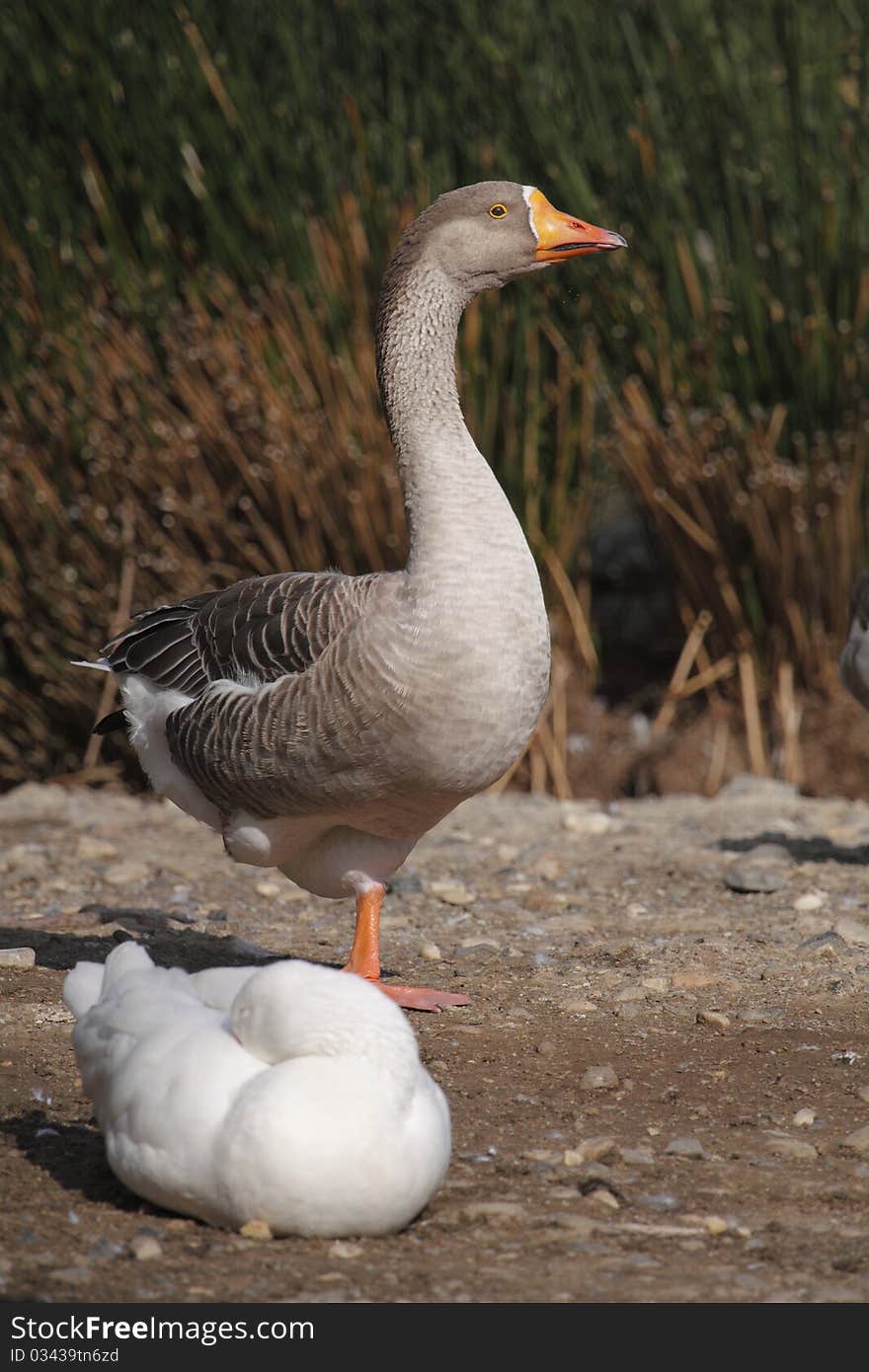 Greylag goose