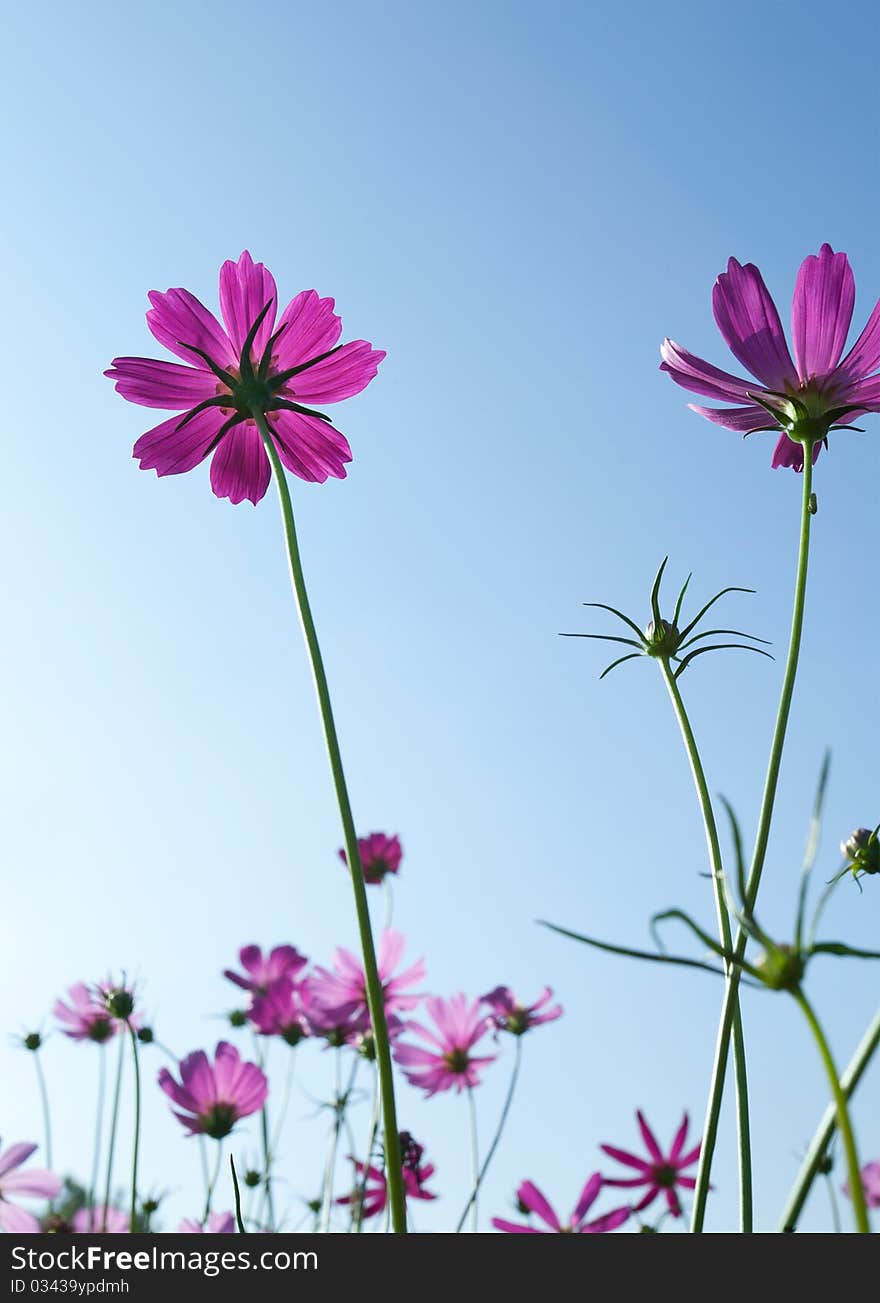 Cosmos Flowers