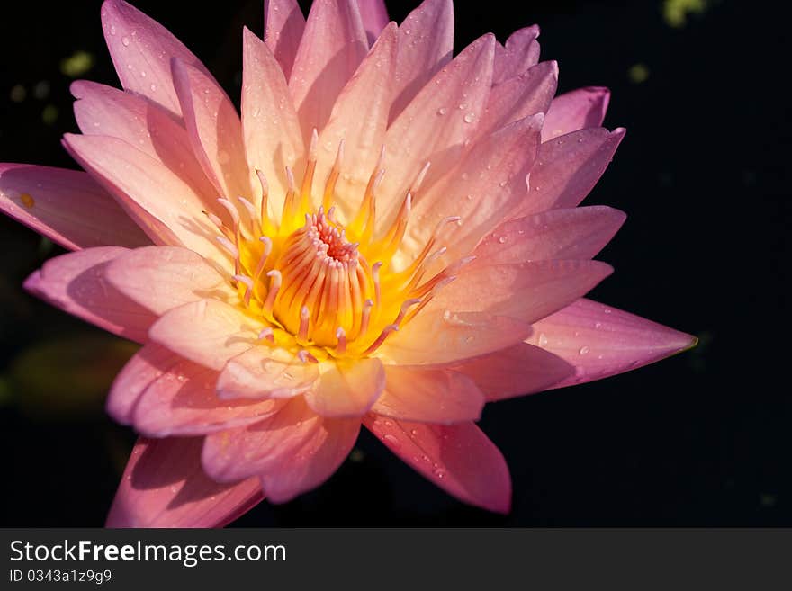 Water drop on Pink Water Lily