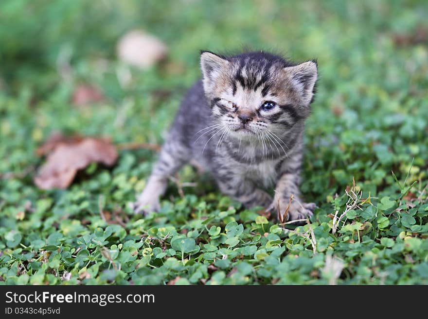 Portreit of a baby cat on grass