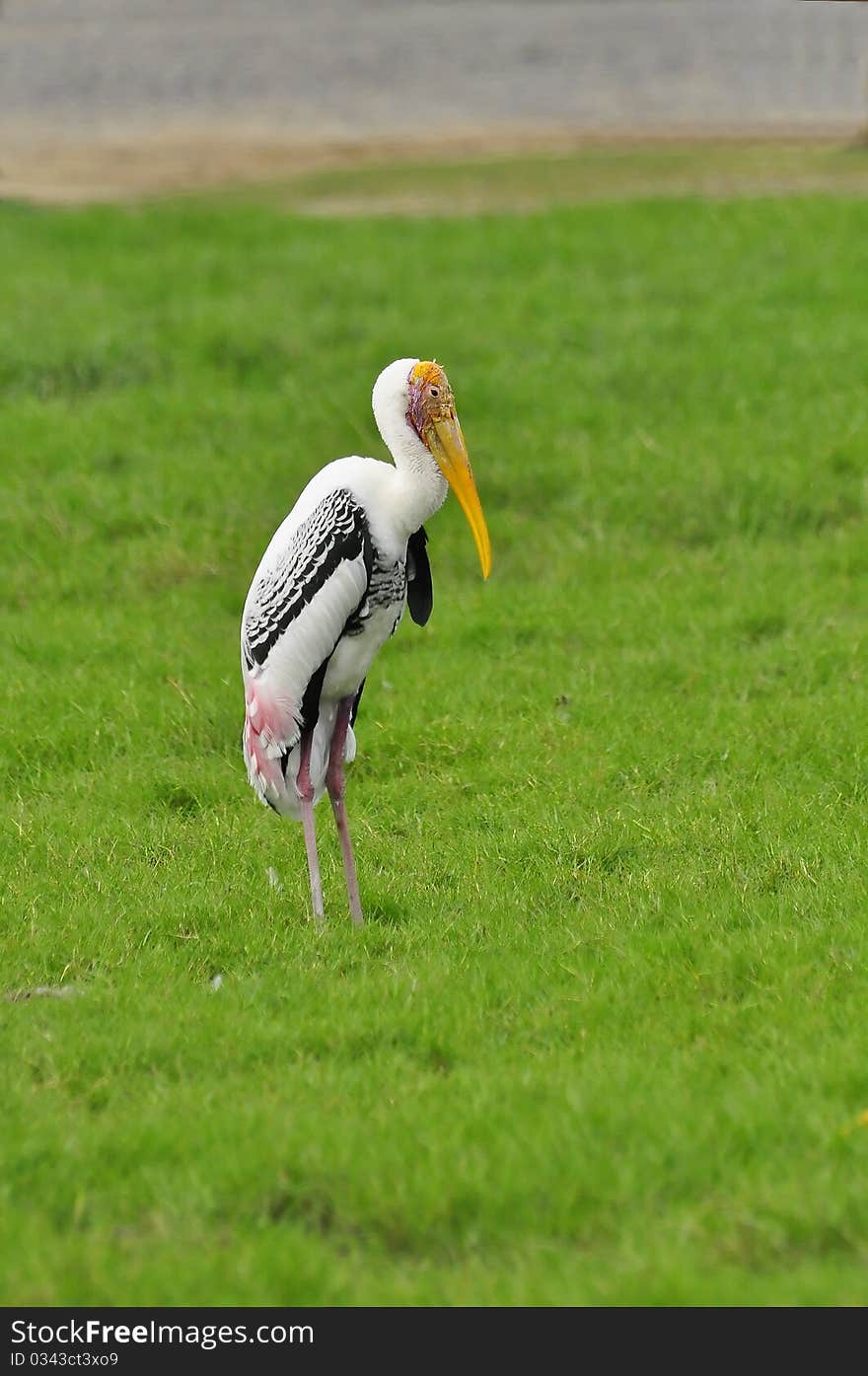 The Painted stork at the Safariworld Zoo