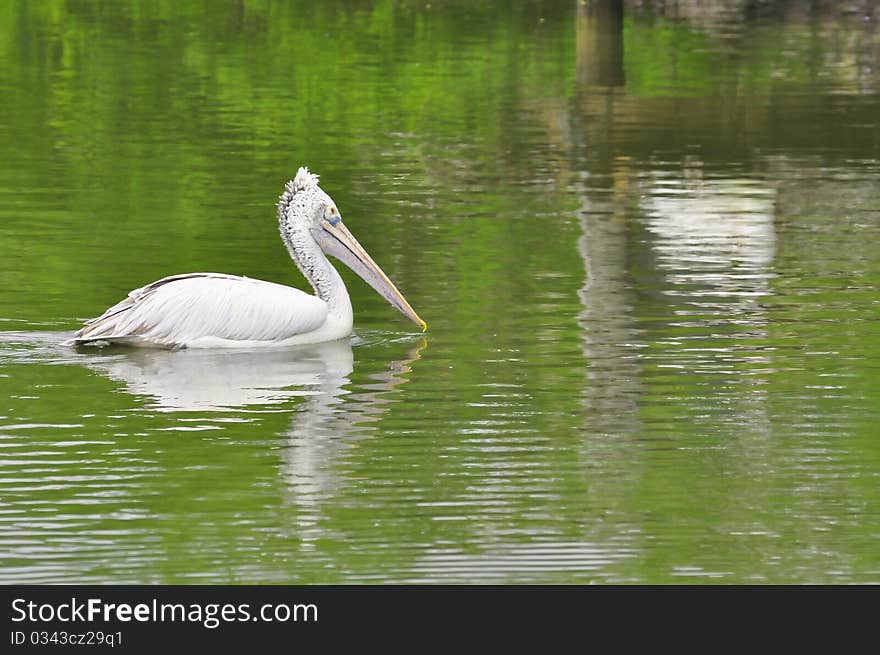 Thailand pelican in the Zoo