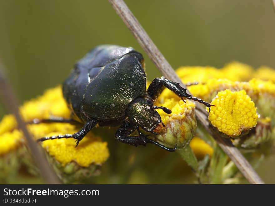 Rose Chafer