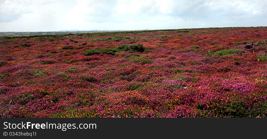 Cornish Heather