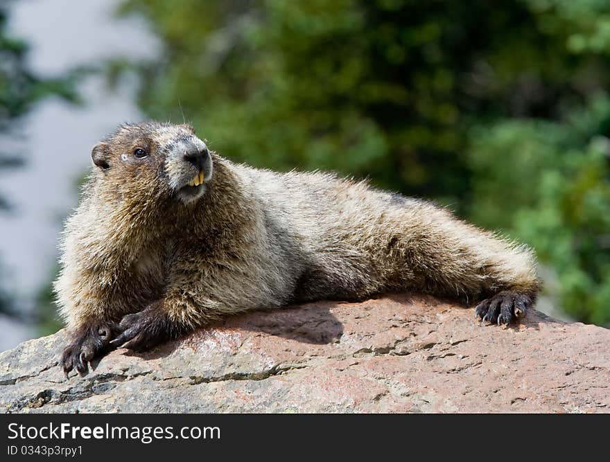 Hoary Marmot warming up