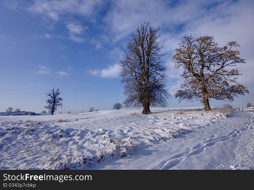 Frozen field with trees