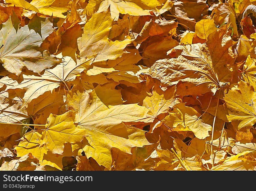 Autmn yellow fallen leaves cover the ground