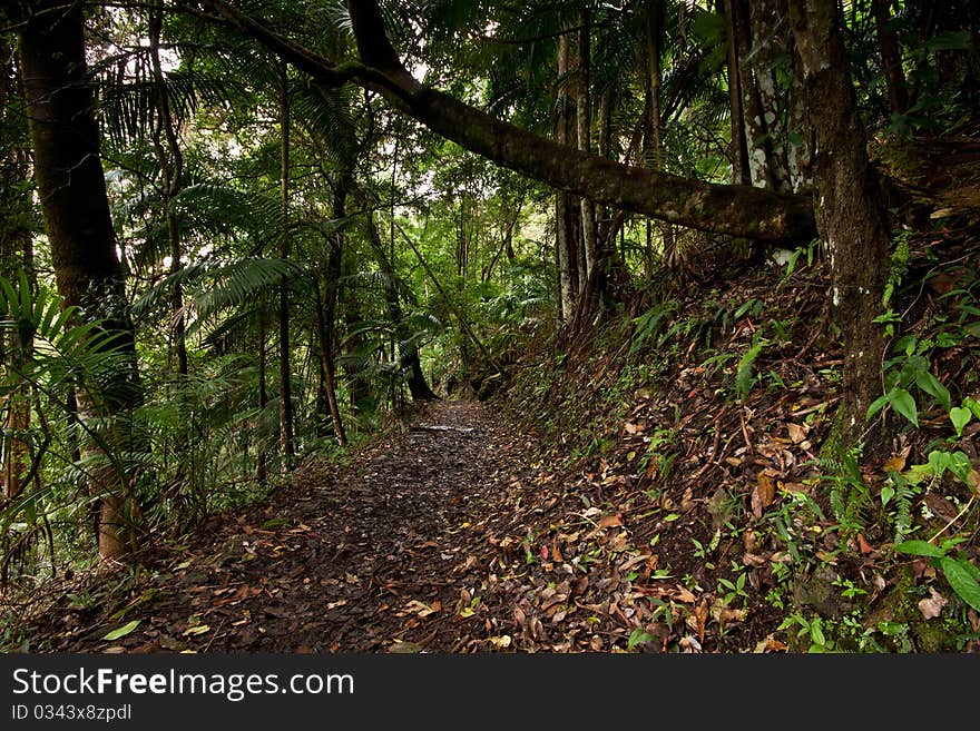 Invitation to australian rain forest with path full of leaves