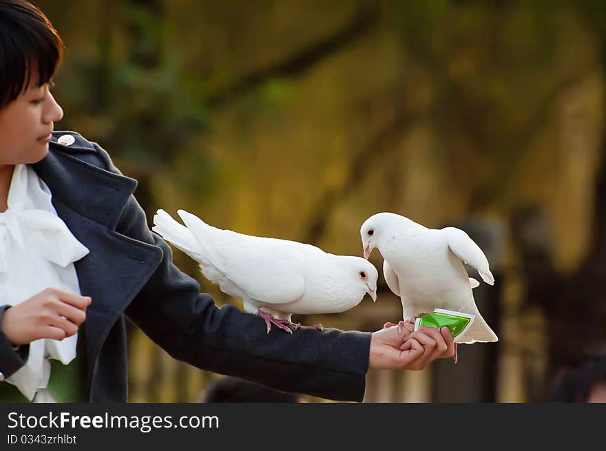 Pure white dove and girl