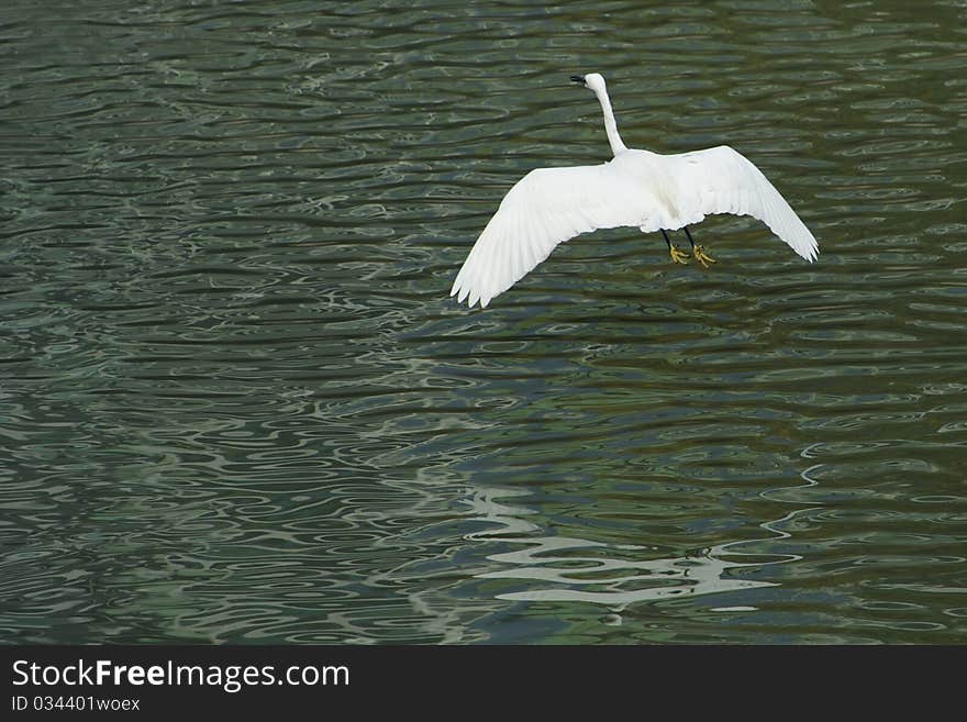 White egret in flight