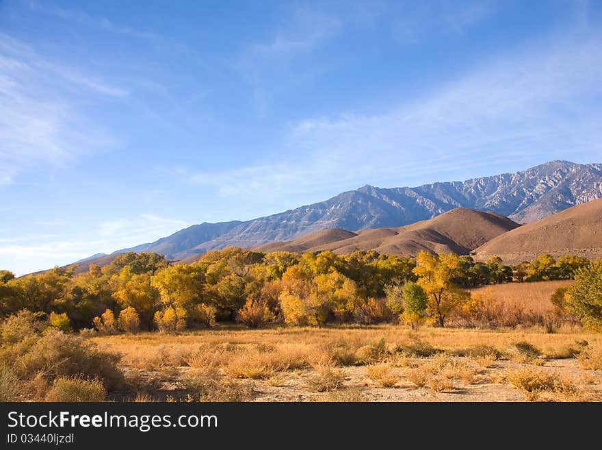 Fall Colors of Aspen Trees in the Eastern Sierra. Fall Colors of Aspen Trees in the Eastern Sierra