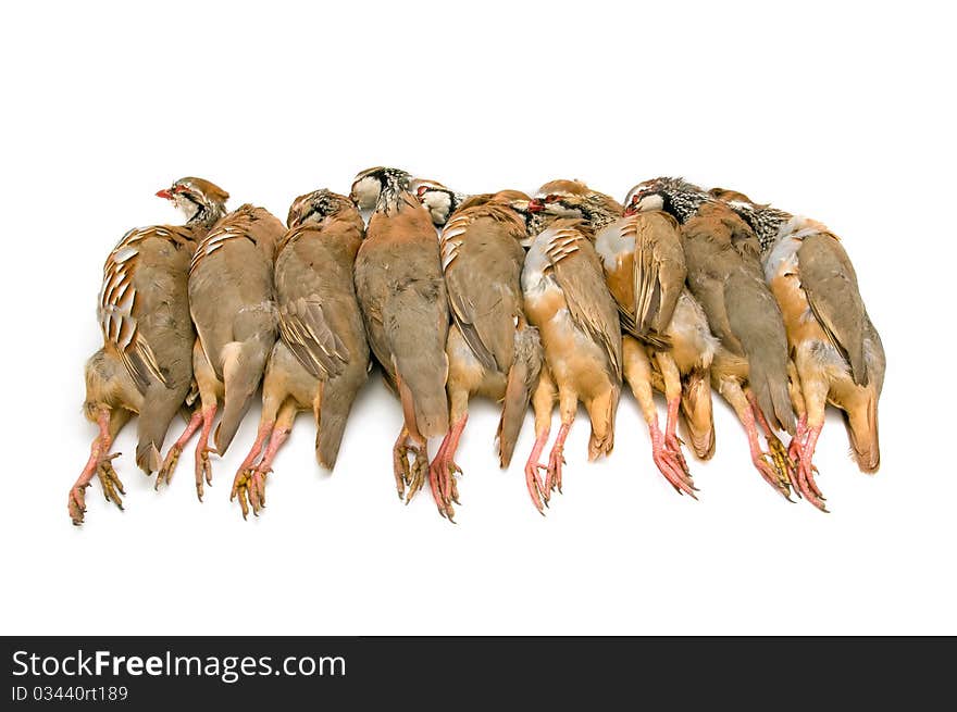 Wild partridges isolated on white background