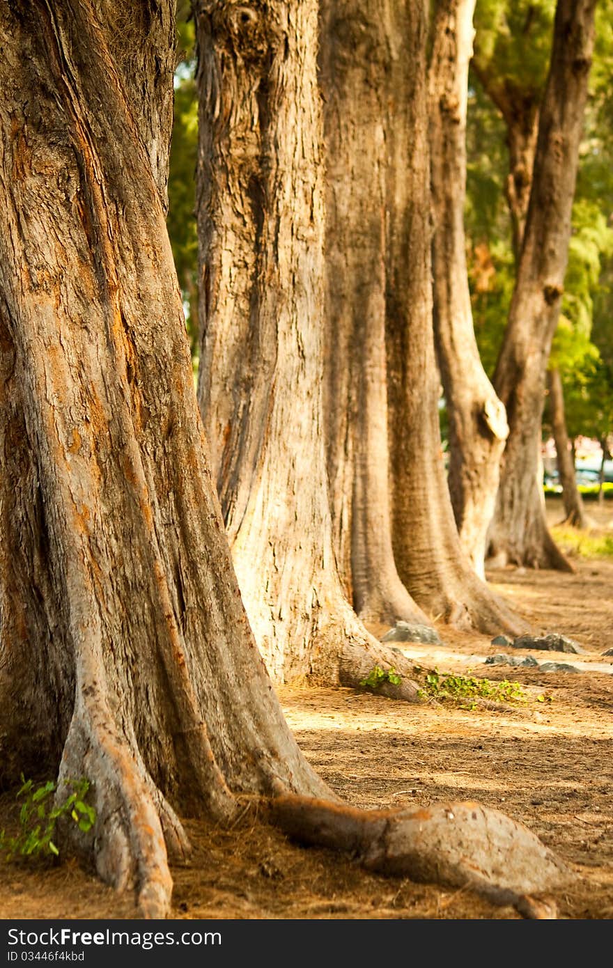 Big tree in forest near the beach