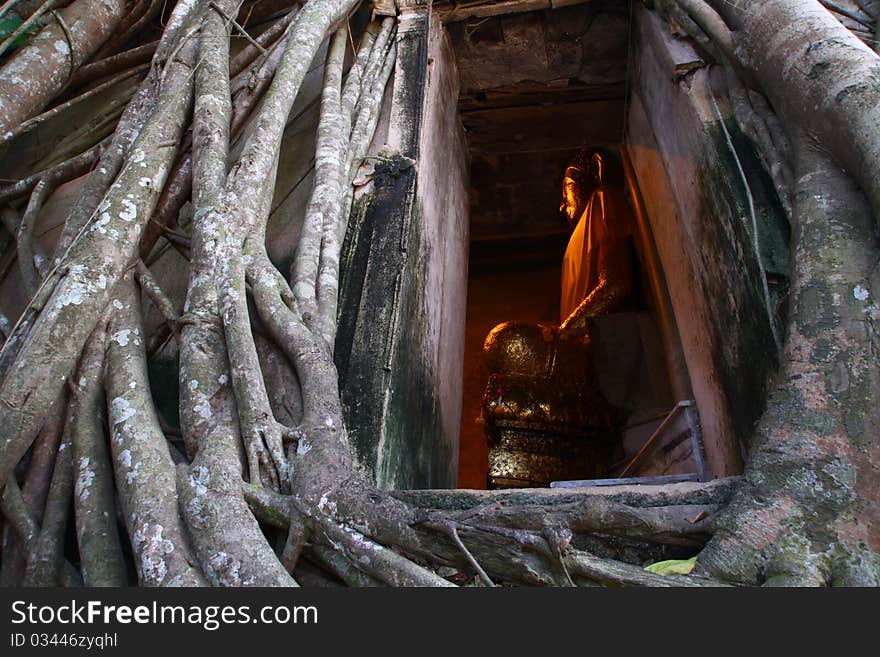 Old Temple Cover By Root Tree, Thailand