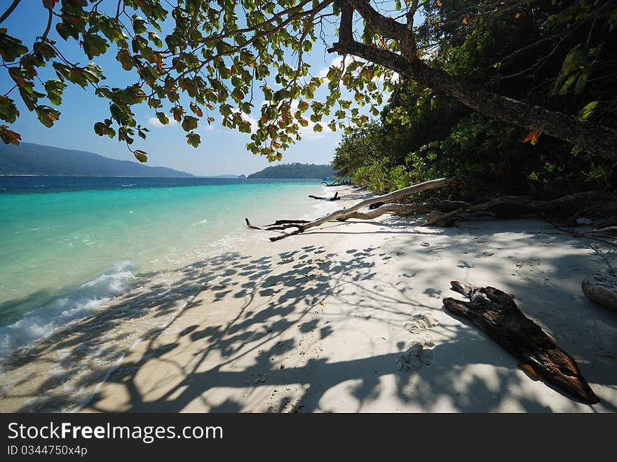 Reflection of tree branches on the sand