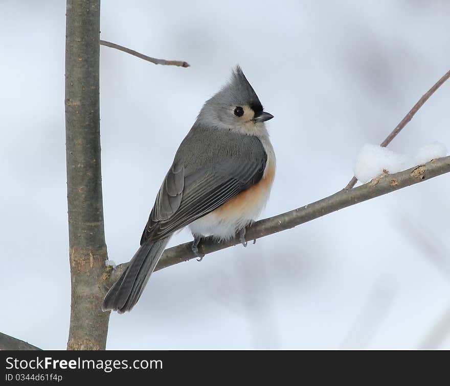 Tufted titmouse on snowy branch