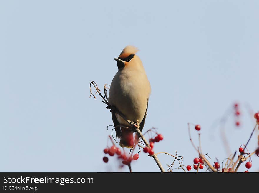 This is a Bombycilla japonica in Beijing
arboretum of China. It is winter 2010.