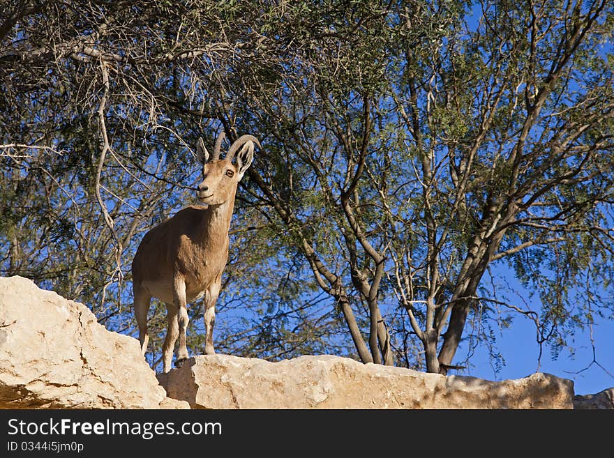 Female Ibex