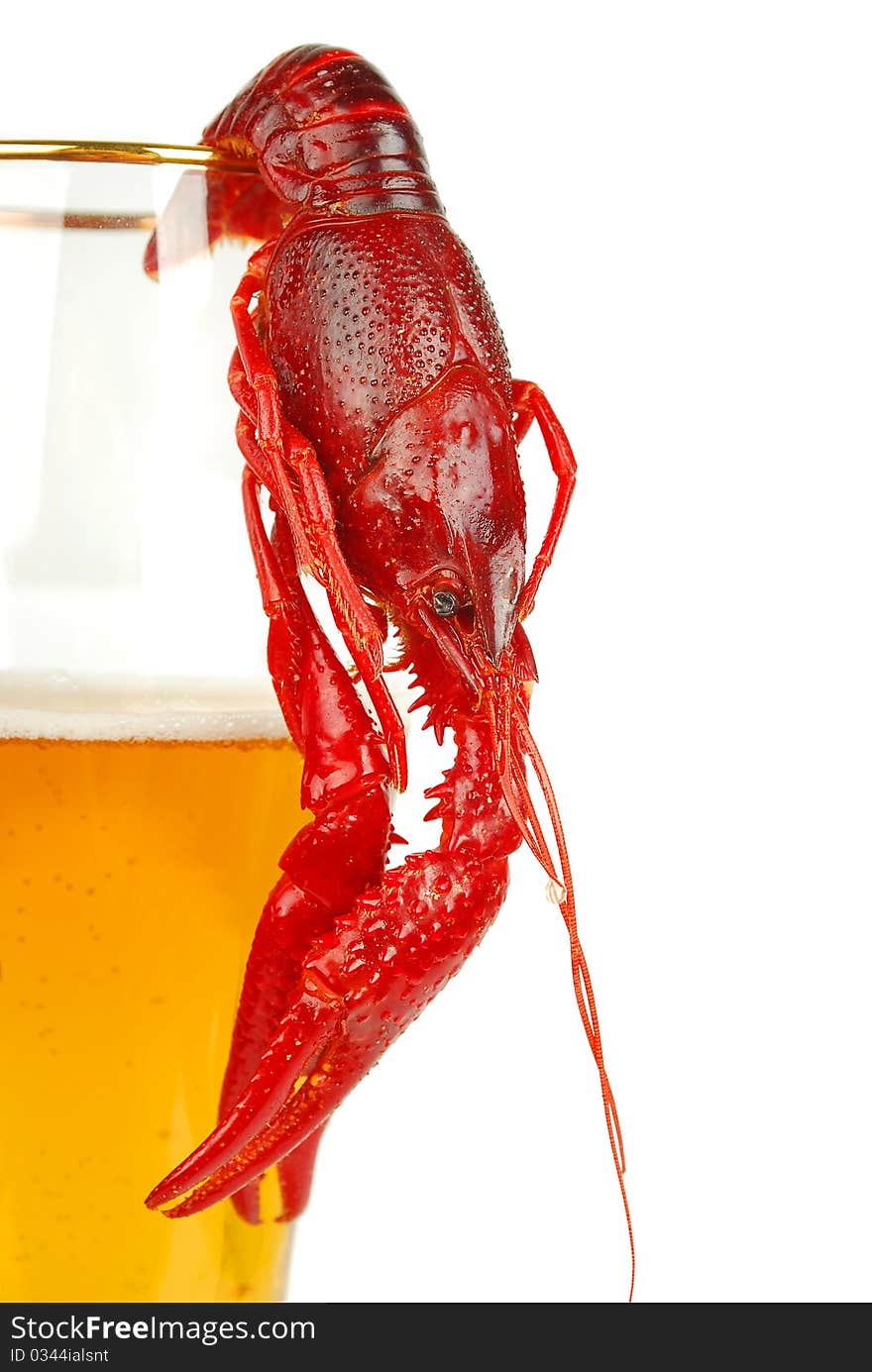 Craw fish and light ale Beer isolated o the white background. Craw fish and light ale Beer isolated o the white background.