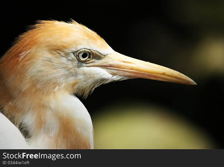 A big bird's face close up photo.