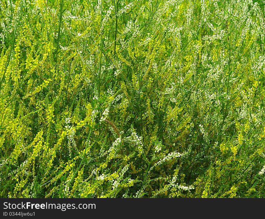 Tangle of the grass with yellow and white small flowers.