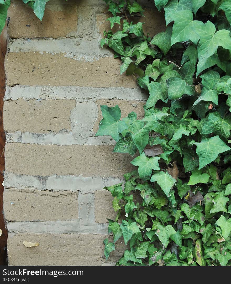 Ivy Growing on an Adobe Brick Wall