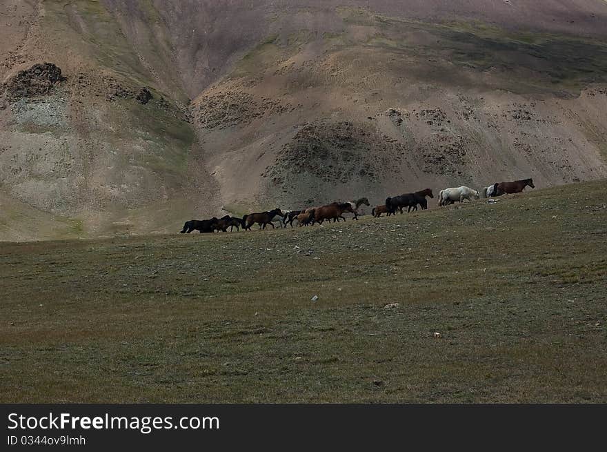 Herd of horses running up a hill