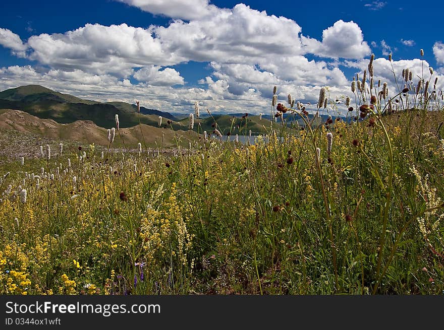 Landscape with flowers and sky