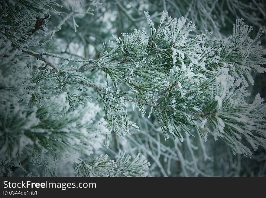 Snow covered branch of a pine close up. Snow covered branch of a pine close up