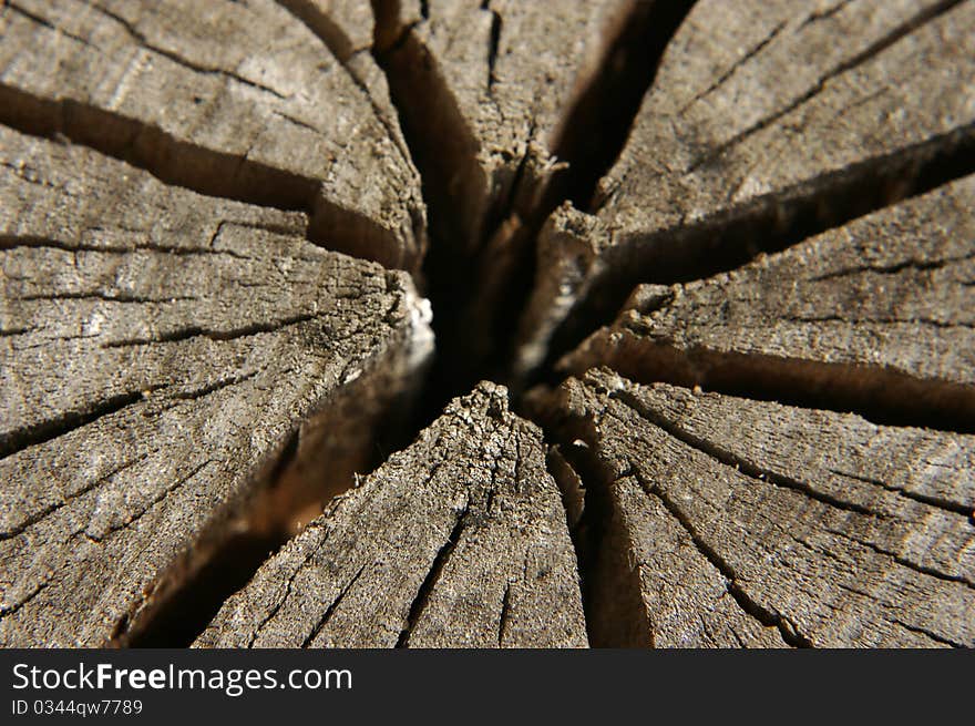 Close-up of a dry cracked tree stump