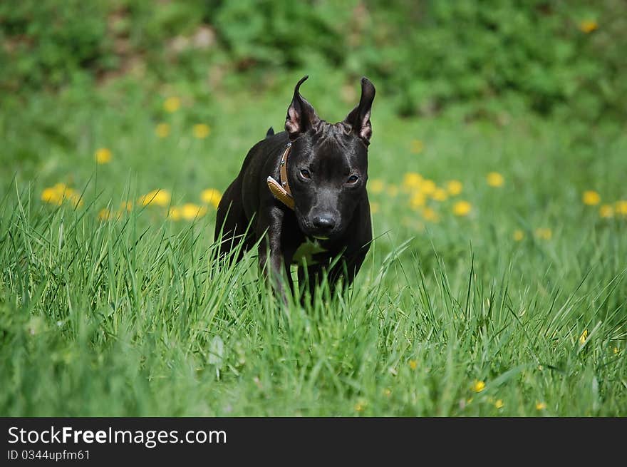 Running young pitbull terrier dog