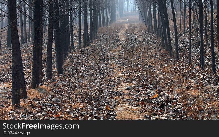 Grove Of Poplar Trees