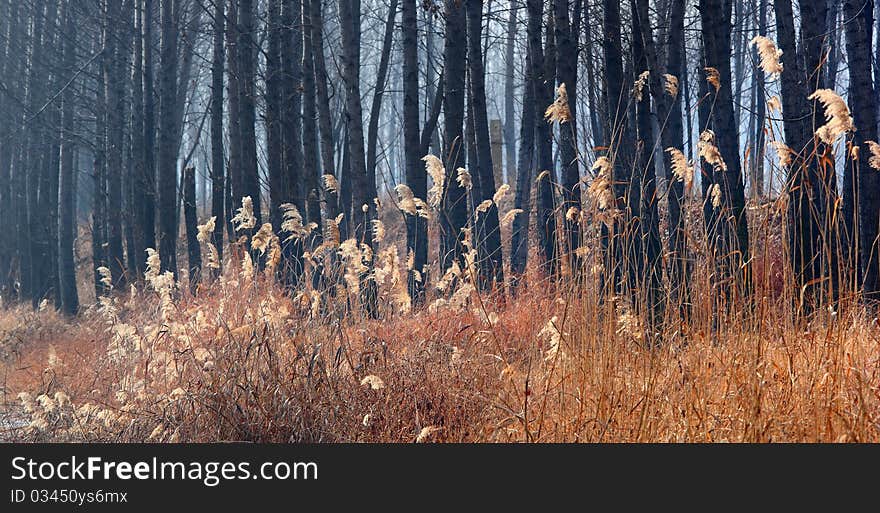 Bulrush in winter