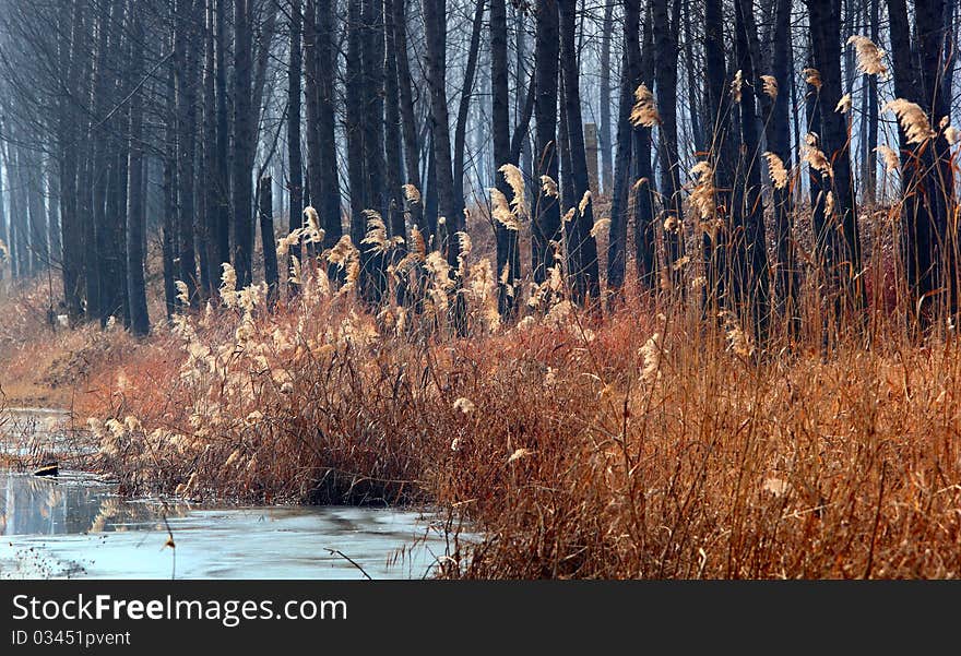 Bulrush in winter