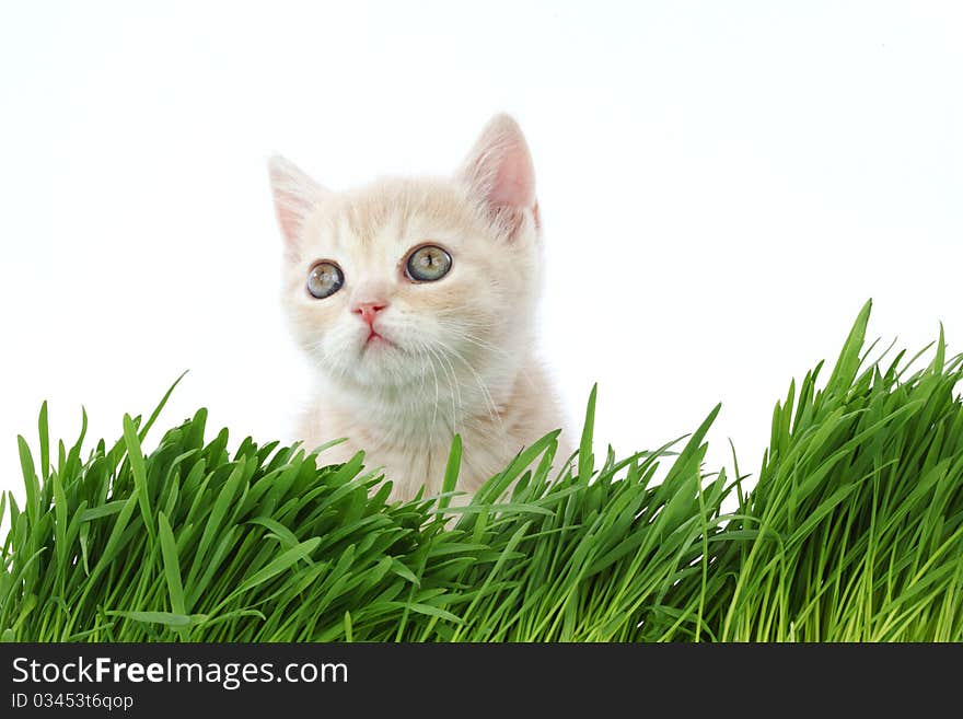 Cat behind grass isolated on white background