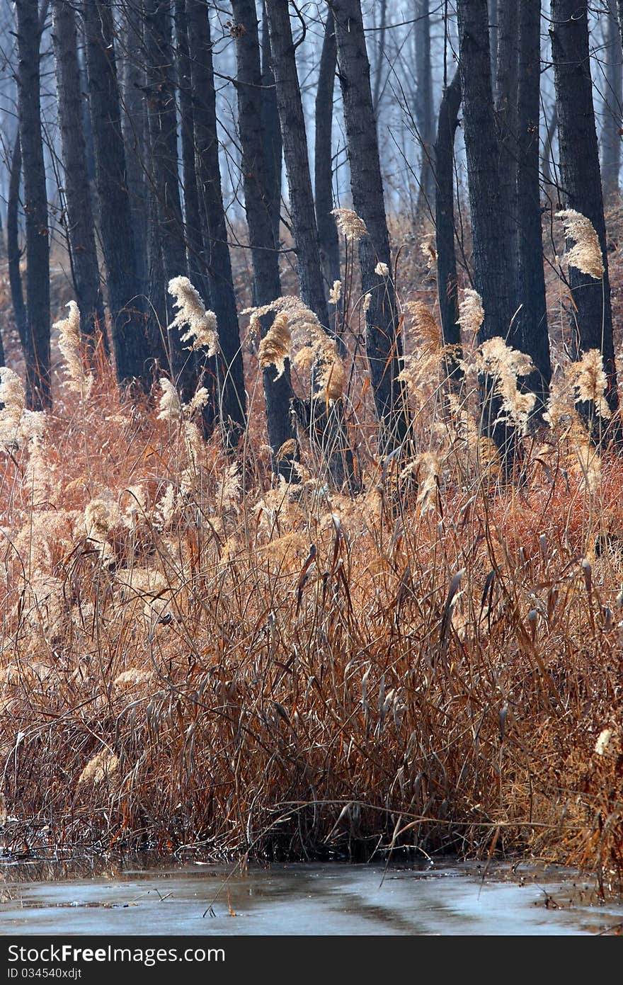 Bulrush in winter