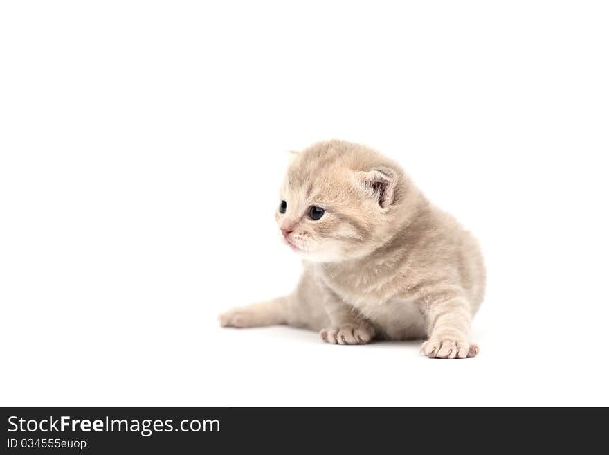 Cat isolated on white background. Cat isolated on white background