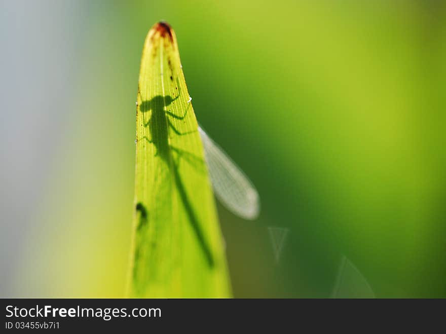 Shadow of dragonfly on green leaf