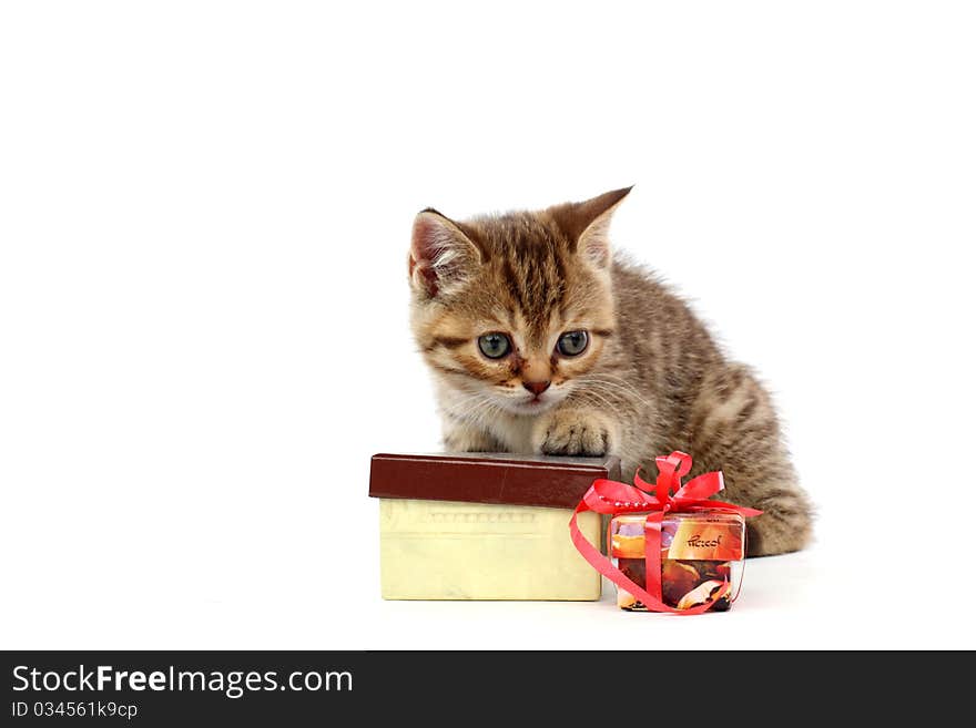 Isolated cat and gift