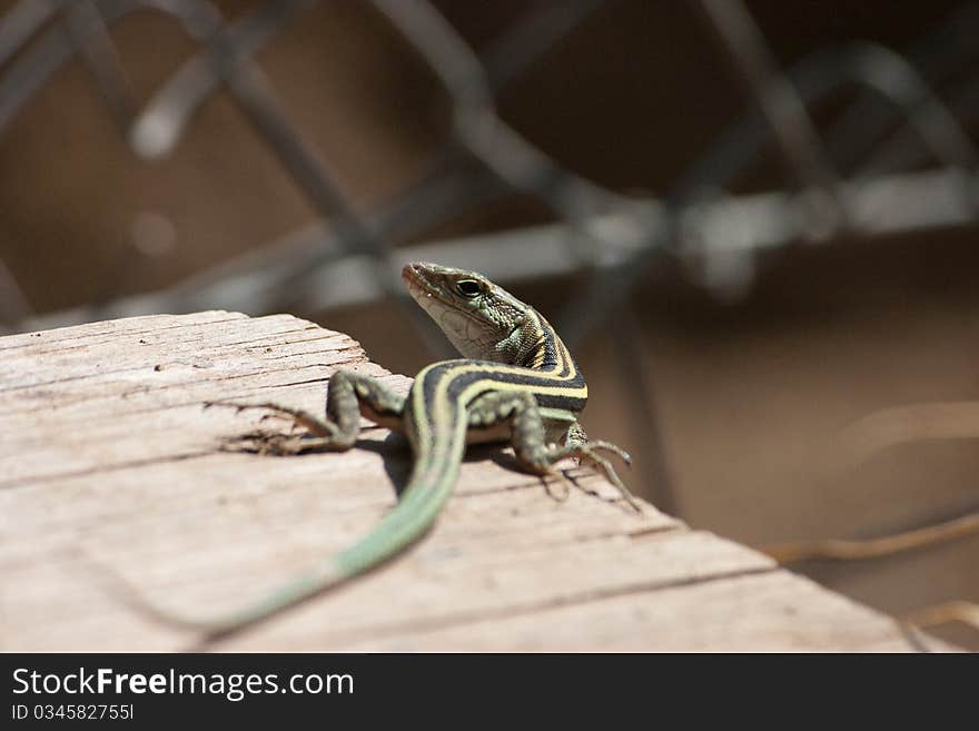 Small lizard on the sun, Epidaurus, Peloponnese, Greece