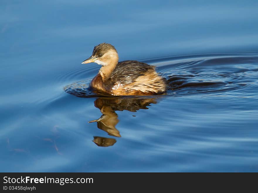 Little Grebe