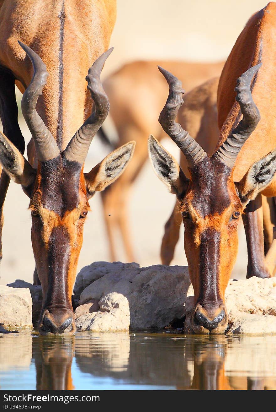 Red Hartebeest photographed in the Kalahari